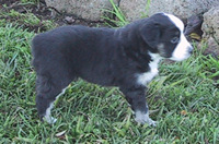 Foster