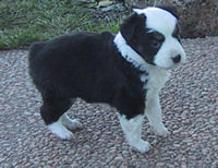 Zorro