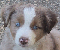 Sweetie × Bluegrass litter