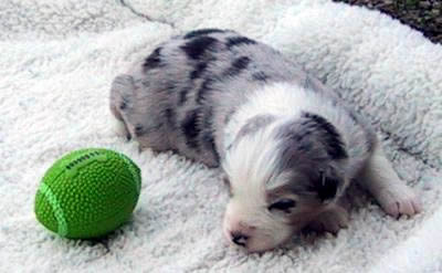 Cindi × Prince litter