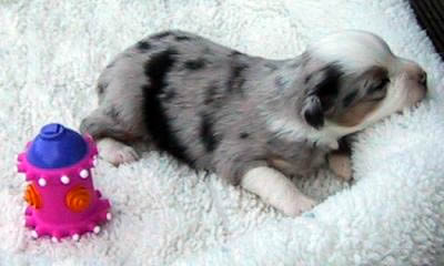Cindi × Prince litter
