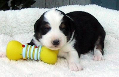 Cindi × Prince litter