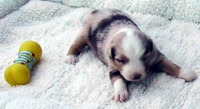 Cindi × Prince litter