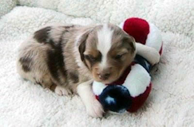 Cindi × Prince litter