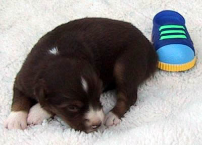 Cindi × Prince litter