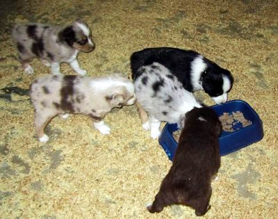 Cindi × Prince litter