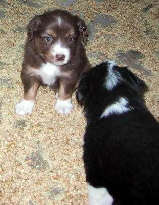 Cindi × Prince litter