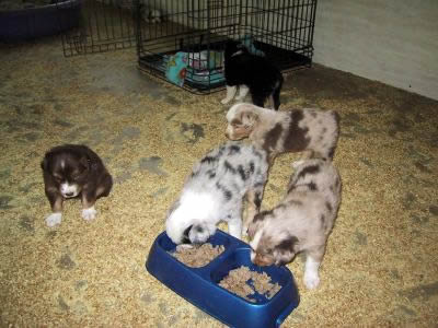 Cindi × Prince litter
