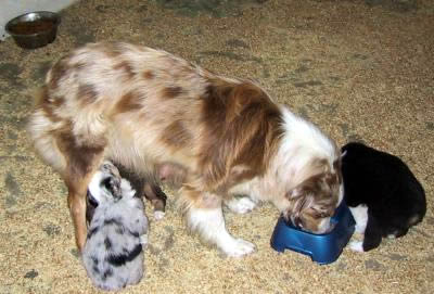 Cindi × Prince litter