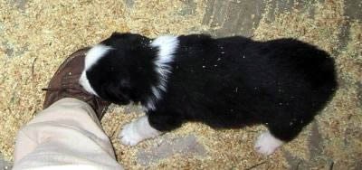 Cindi × Prince litter