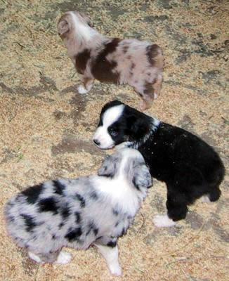 Cindi × Prince litter