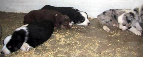 Cindi × Prince litter