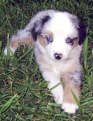 Cindi × Prince litter