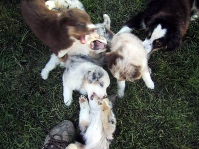 Cindi × Prince litter
