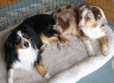 Cindi × Mel litter