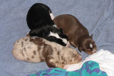 Cindi × Mel litter