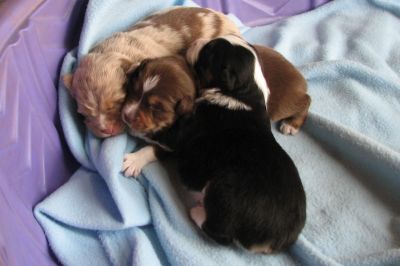 Cindi × Mel litter