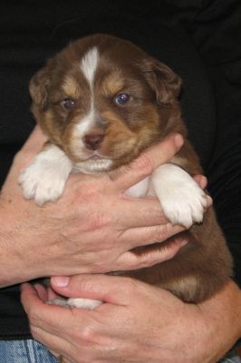 Cindi × Mel litter