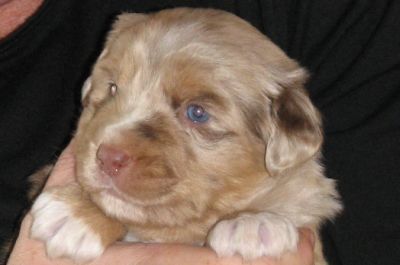 Cindi × Mel litter
