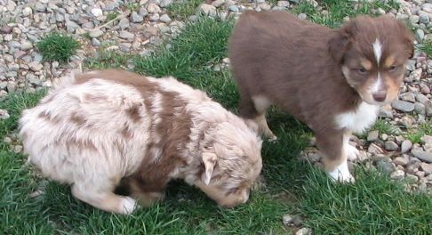 Cindi × Mel litter