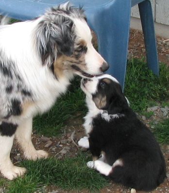 Cindi × Mel litter