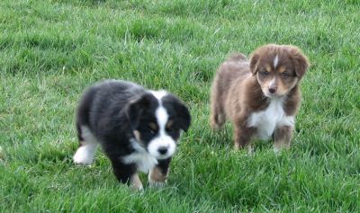 Cindi × Mel litter