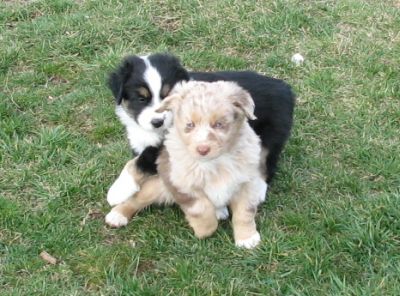 Cindi × Mel litter