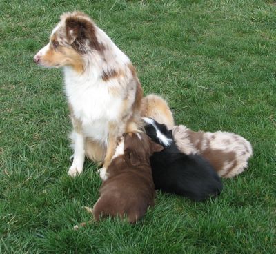 Cindi × Mel litter