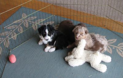 Cindi × Mel litter
