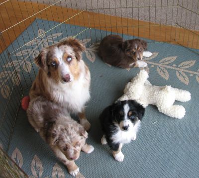 Cindi × Mel litter