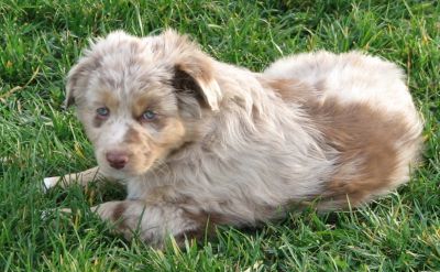 Cindi × Mel litter