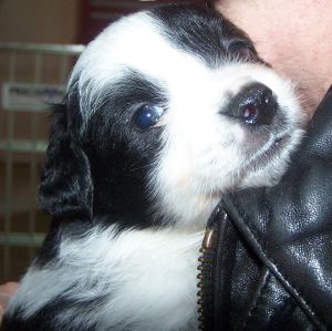 Sweetie × Bandit litter