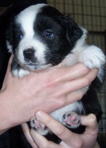 Sweetie × Bandit litter