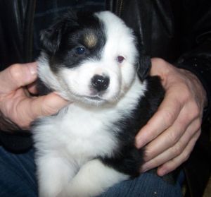 Sweetie × Bandit litter