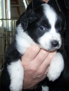 Sweetie × Bandit litter