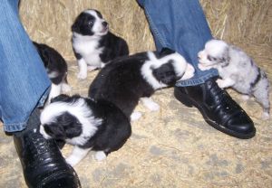 Sweetie × Bandit litter