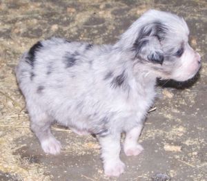 Sweetie × Bandit litter
