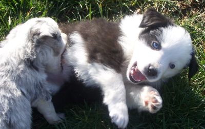 Sweetie × Bandit litter