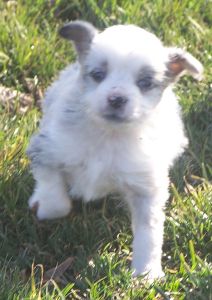 Sweetie × Bandit litter