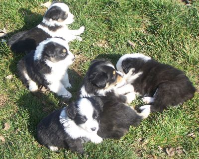 Sweetie × Bandit litter