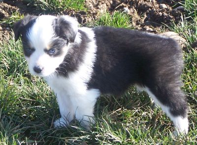 Sweetie × Bandit litter