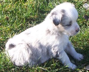 Sweetie × Bandit litter