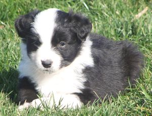 Sweetie × Bandit litter