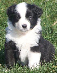 Sweetie × Bandit litter