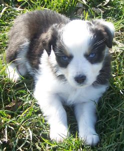 Sweetie × Bandit litter
