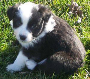 Sweetie × Bandit litter