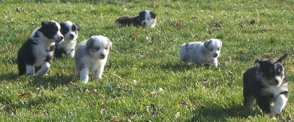 Sweetie × Bandit litter