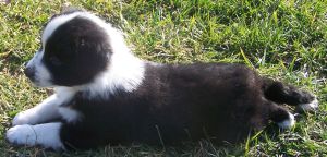 Sweetie × Bandit litter