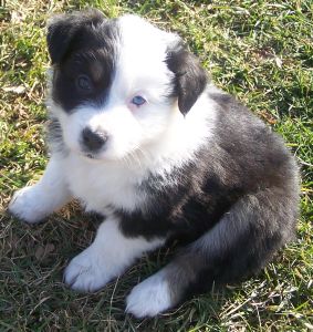 Sweetie × Bandit litter