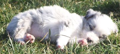 Sweetie × Bandit litter